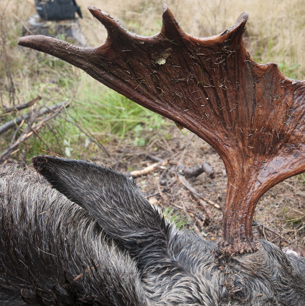 De flesta älgtjurar som hittats med sår på ryggen har haft stora horn att klia sig med. Foto: Jan Henricson 