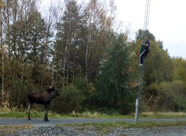 Läsarälg