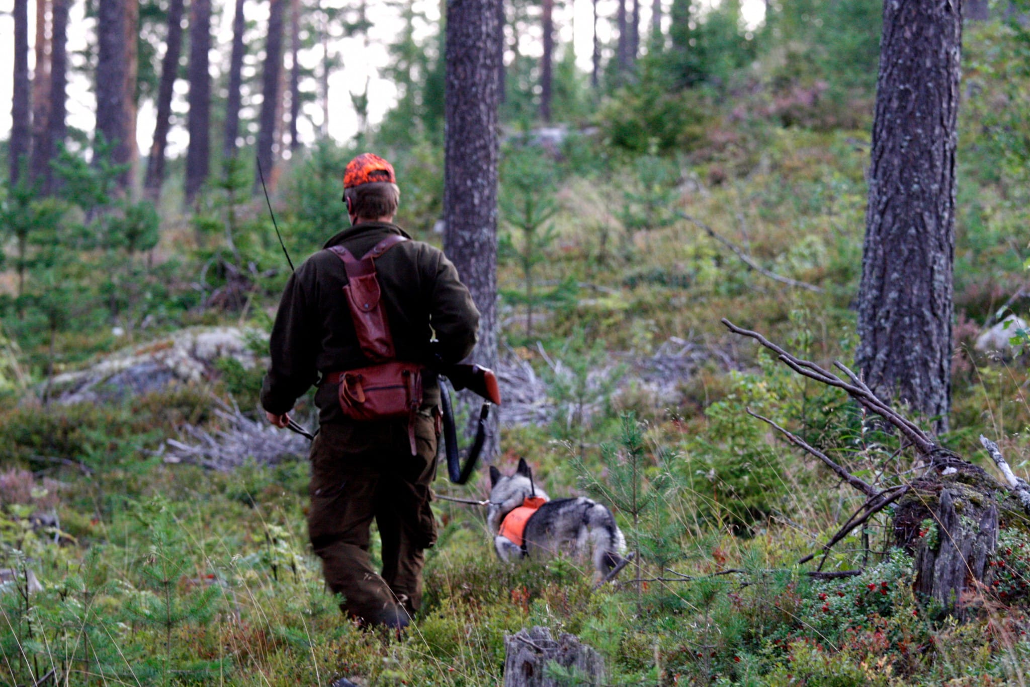 Det blev en tråkig start på älgjakten för det småländska jaktlaget. Arkivfoto: Olle Olsson