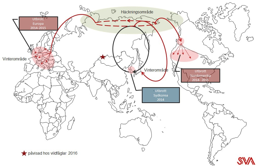 Fågelinfluensan H5N8 har fått global spridning genom flyttfåglars flygrutter och häckningsplatser. Illustration: Siamak Zohari/SVA