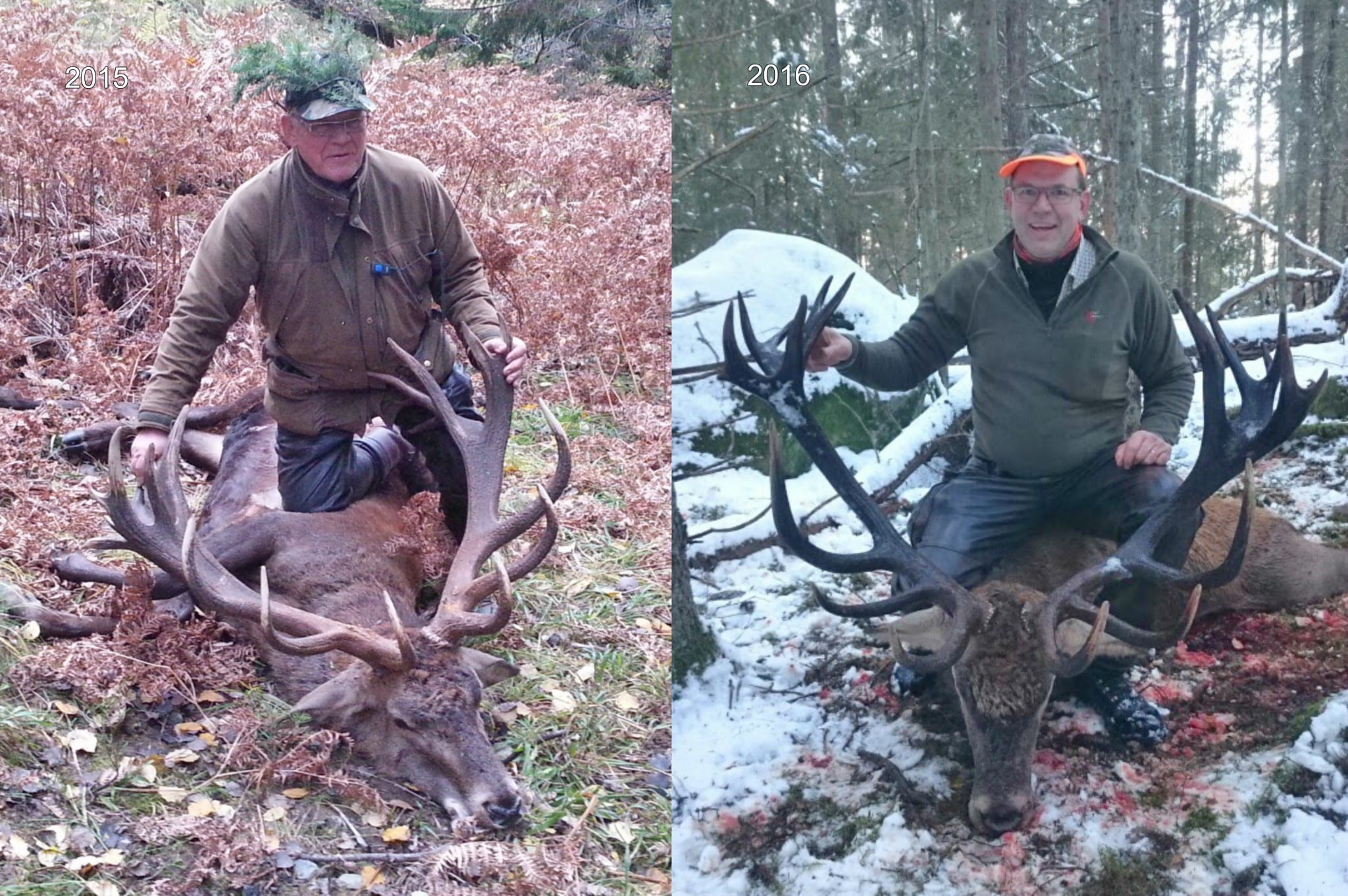 Till vänster hjorten som sköts 2015 och till höger den som fälldes under gårdagen. Foto: Privat