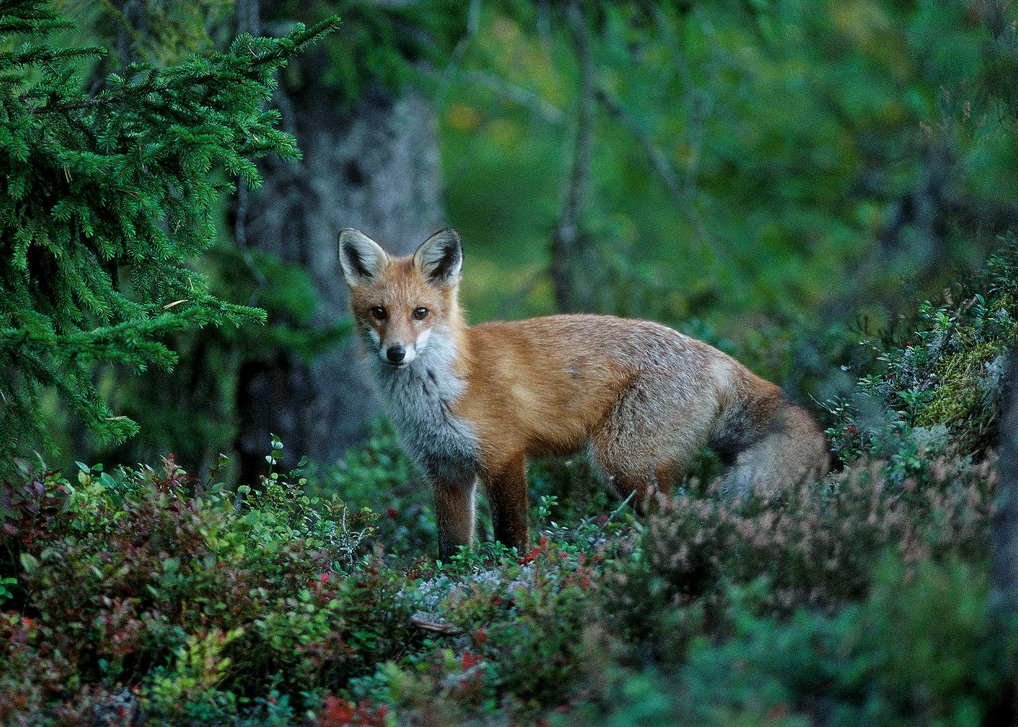 Foto: Kenneth Johansson
