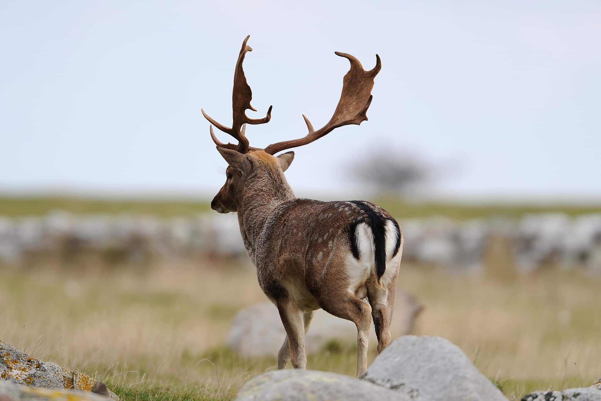 800 dovhjortar ska fällas runt Kinnekulle. Foto: Kenneth Johansson