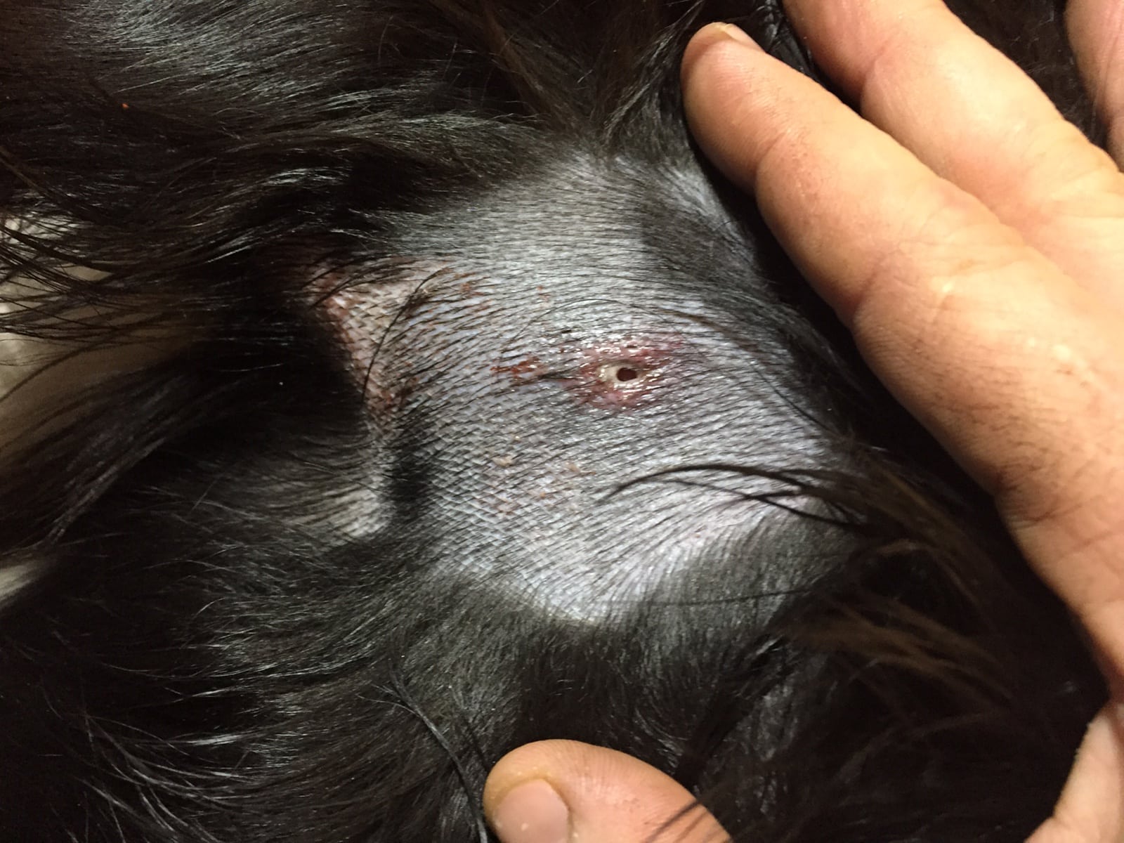 Border collien som attackerades av <a href=