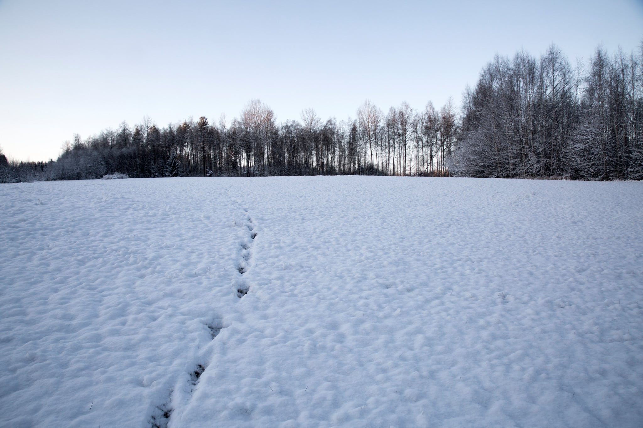 Wolf Association Sweden och Nordulv kan fortsätta överklaga vargjaktbeslut. Detta efter att kammarrätten tilldömt föreningarna talerätt. Foto: Olle Olsson