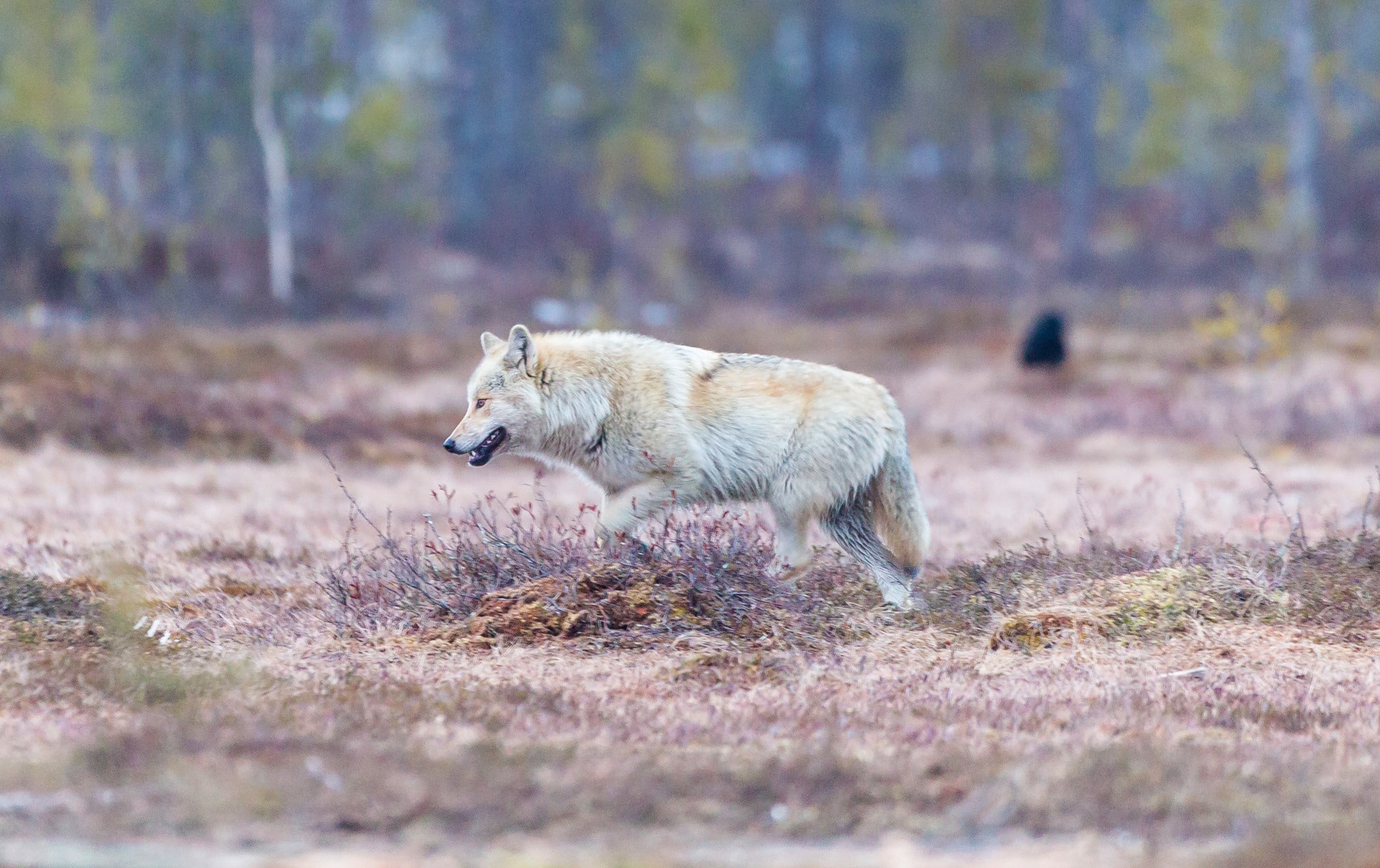 Foto: Kjell-Erik Moseid