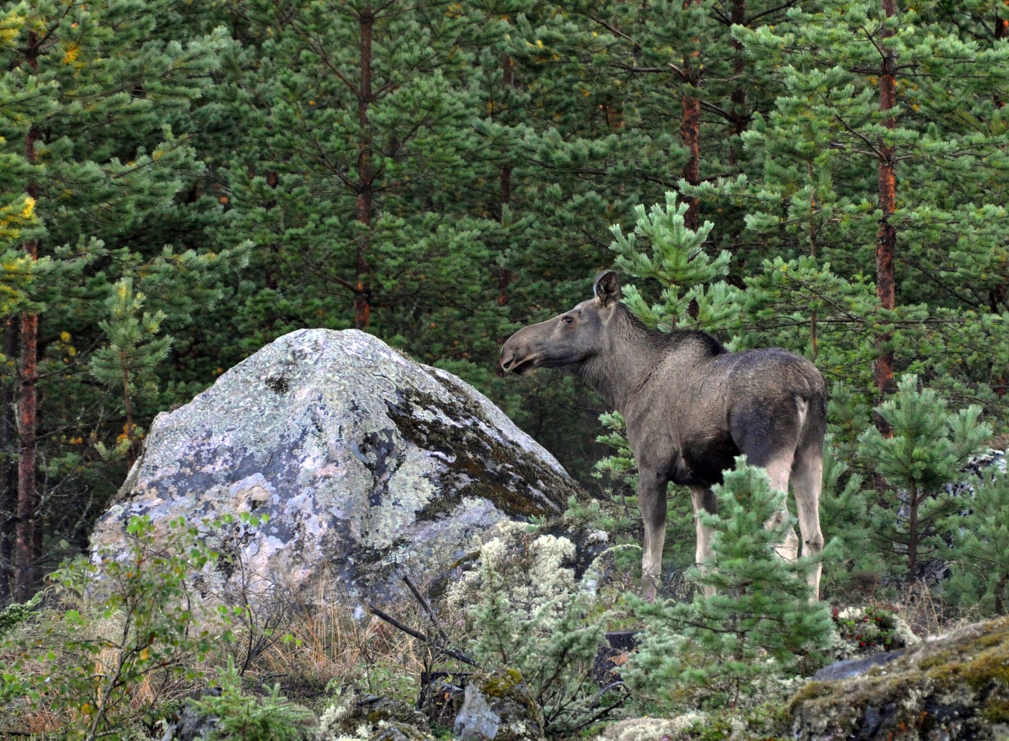 Foto: Johnny Olsson