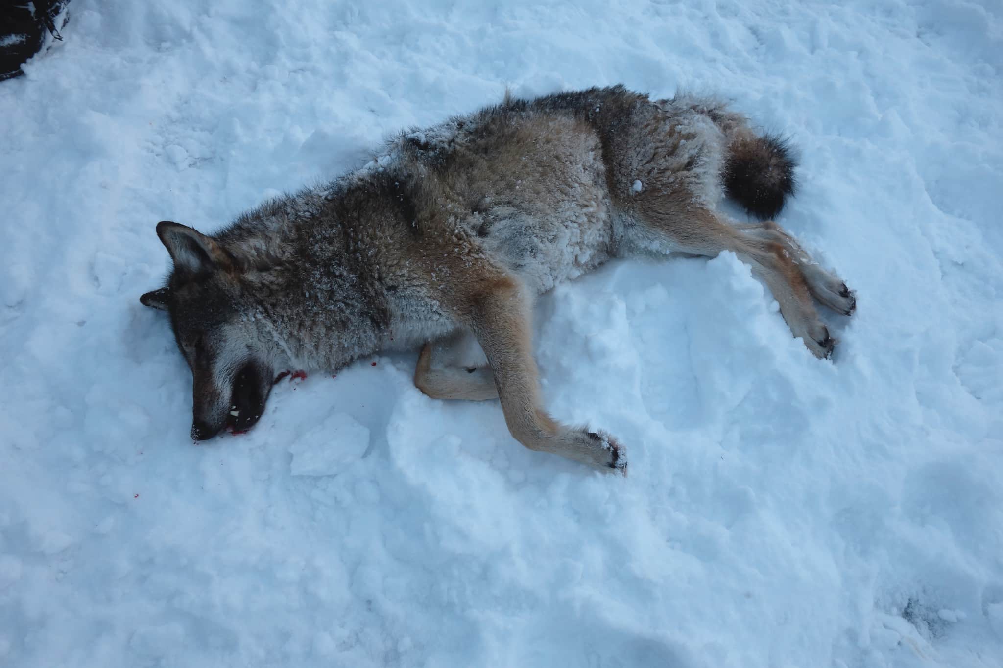 En av vargarna som avlivades av länsstyrelsen i Njaarke sameby. Foto: Privat