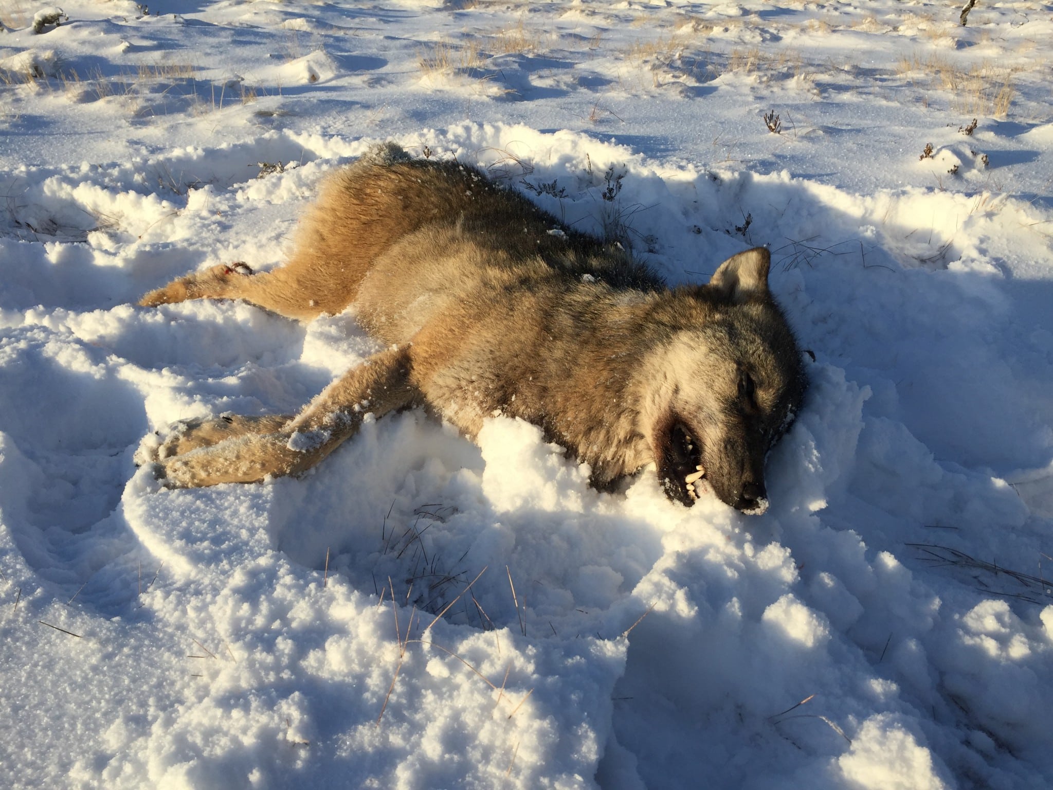 Den 44 kilo tunga hanvargen hade en gammal, utläkt skottskada från ett hagelvapen. Foto: Anders Olsson
