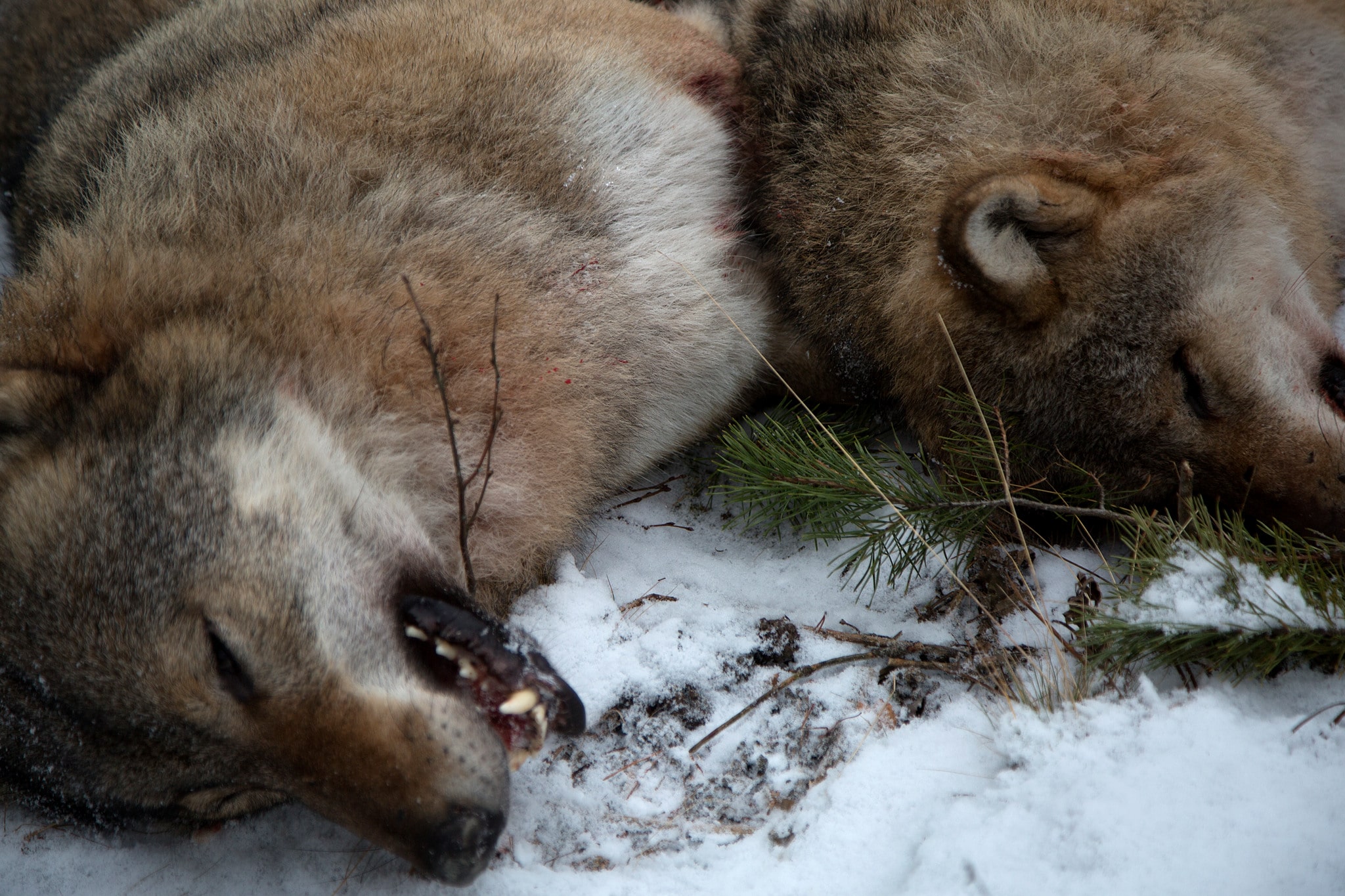 Alfahanen (till vänster) i Blybergsreviret vägde nästan dubbelt så mycket som sin partner. Foto: Olle Olsson