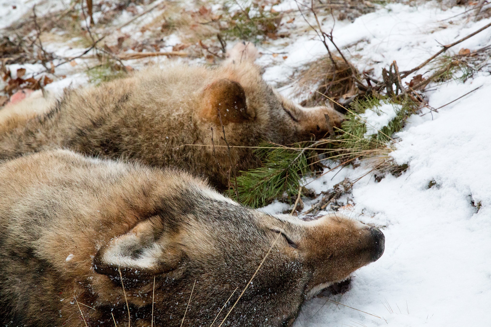 De två första vargarna som fälldes vid licensjakten i Blybergsreviret var med allra största sannolikhet alfaparet. Foto: Olle Olsson