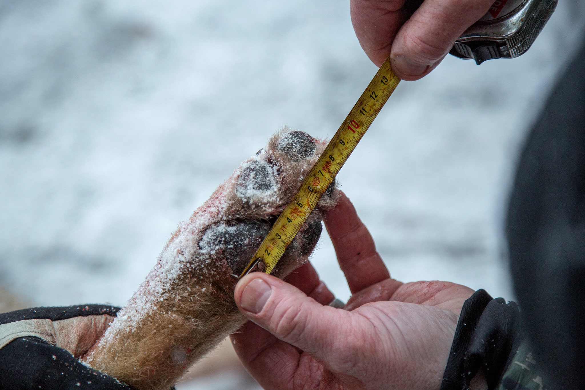Naturbevakare från länsstyrelsen väger och mäter samtliga vargar som fälls vid licensjakt. Foto: Olle Olsson