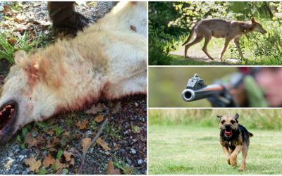 Vargen som fälldes i Sjundareviret med stöd av paragraf 28 både före och efter skottet. Vargen sköts när den var tre meter från en ung borderterrier.