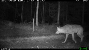 Flera av hybriderna har varit normalfärgade. Foto: länsstyrelsen Södermanland