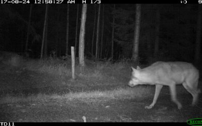 Flera av hybriderna har varit normalfärgade. Foto: länsstyrelsen Södermanland