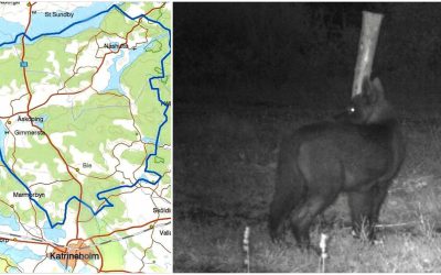 Ett åttonde djur sköts under helgen i Biereviret norr om Katrineholm.