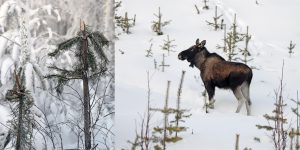 Vandringälgar från norr orsakar stora skador i ungskogsbestånden i dalgångarna nordväst om Överkalix. Foto: Lars-Henrik Andersson