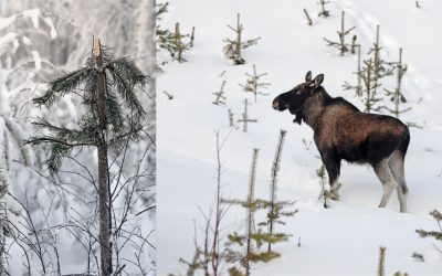 Vandringälgar från norr orsakar stora skador i ungskogsbestånden i dalgångarna nordväst om Överkalix. Foto: Lars-Henrik Andersson