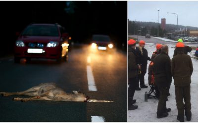 Råd för att undvika delaktig utfodring och tätortsnära jakt ska minska antalet rådjursolyckor i Falun. Foto: Kenneth Johansson samt Jerk Sjöberg