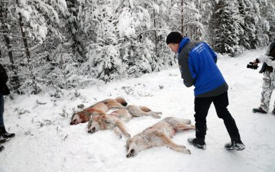 Länsstyrelsernas vargjaktsbeslut är otydliga. Att skjuta en varg utan att vara anmäld till Naturvårdsverkets jägarregister kan ställa till problem. Foto: Lars-Henrik Andersson