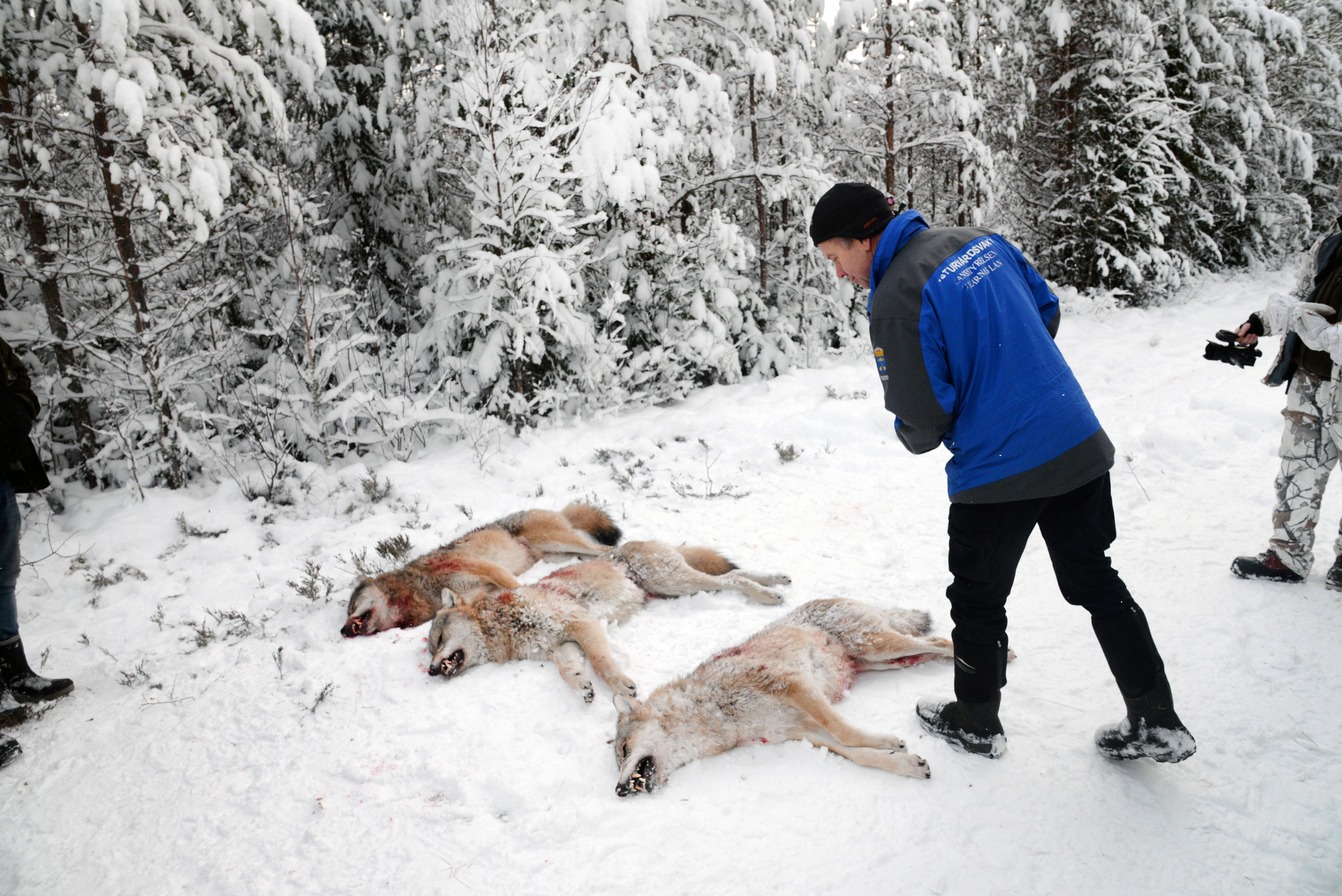 Länsstyrelsernas vargjaktsbeslut är otydliga. Att skjuta en varg utan att vara anmäld till Naturvårdsverkets jägarregister kan ställa till problem. Foto: Lars-Henrik Andersson