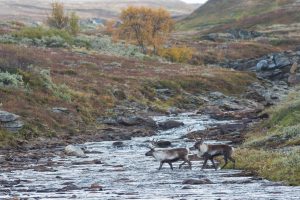 Nödvärnsrätten kan även gälla rovdjursangrepp mot ren i våra nationalparker. Foto: Kjell-Erik Moseid