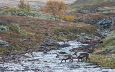 Nödvärnsrätten kan även gälla rovdjursangrepp mot ren i våra nationalparker. Foto: Kjell-Erik Moseid