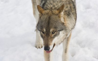 Länsstyrelsen i Jämtland har beviljat skyddsjakt på två vargar som befinner sig nära renhjordarna i Tåssåsens och Handöldalens renbetesmarker. I området finns mellan 2.000 och 3.000 renar. Foto: Mostphotos
