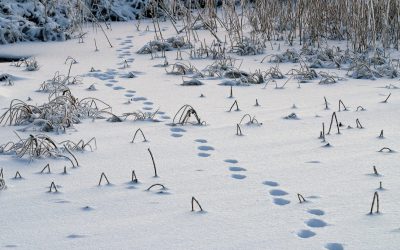 1 mars inleds licensjakten på lodjur.