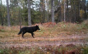 Ett svart hunddjur har fällts vid skyddsjakten efter varghybrider. Arkivfoto: Länsstyrelsen