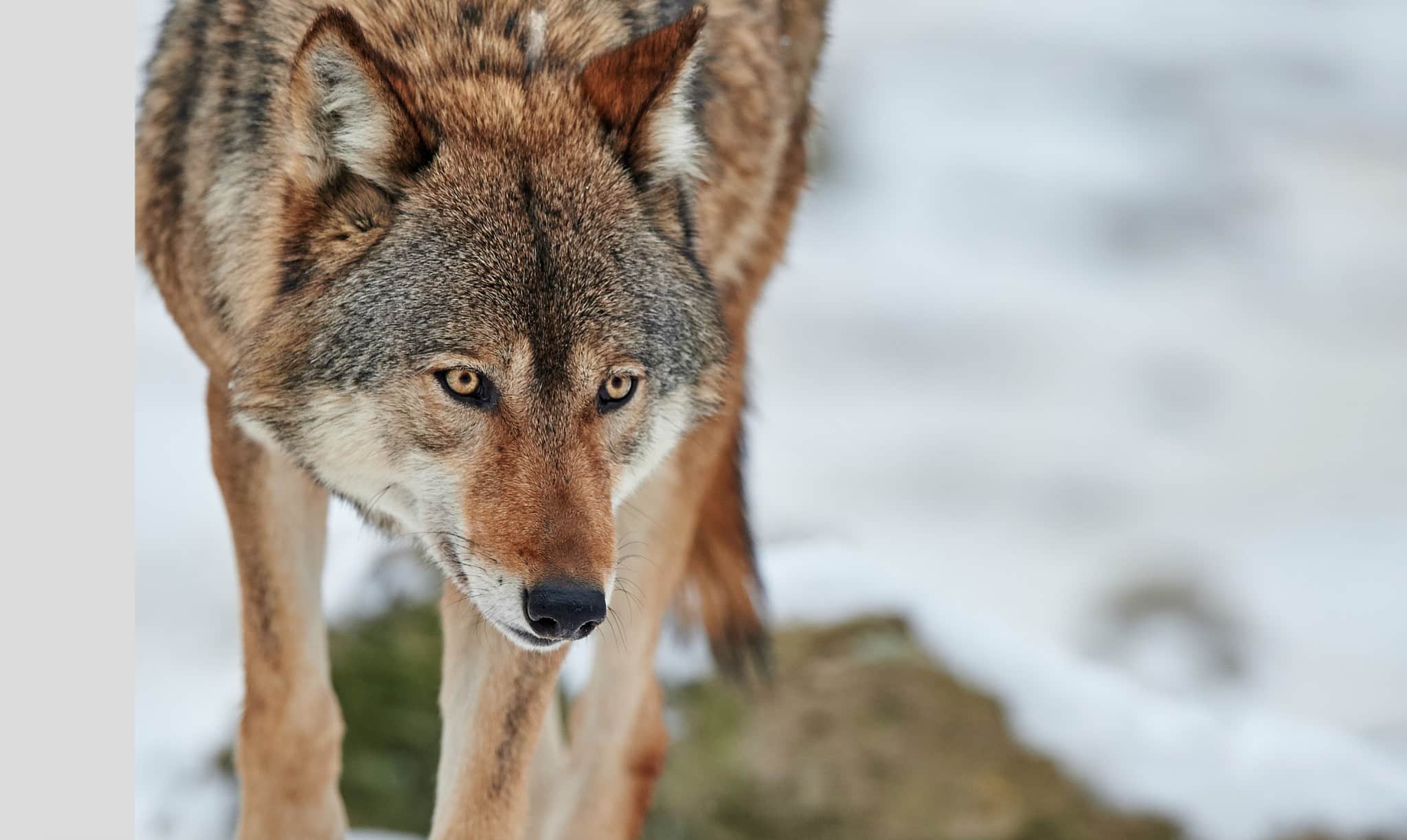 Totalt får 22 vargar fällas vid 2018 års licensjakt. Foto: Mostphotos