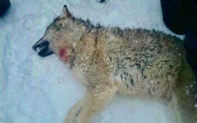 En av de fyra vargar som tidigare har skjutits på skyddsjakt i Rackstadsreviret. Nu ansöker jägare och markägare om utöka skyddsjakt. Foto: Bertil Forsberg