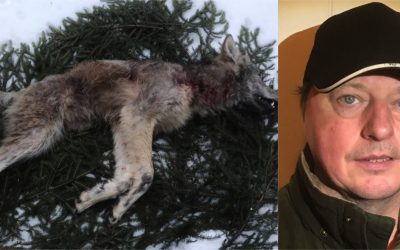 Den första skabbangripna vargen som fälldes i Flatenreviret var en årsvalp. Därefter har ytterligare två smittade vargar skjutits och enligt Ingemar Hellström, bilden, finns det sannolikt ytterligare en skabbangripen varg kvar i reviret. Foto: Privat