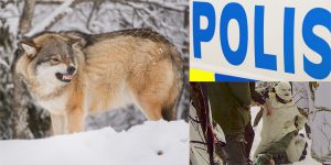 Polisen har inlett förundersökning på fem fall av misshandel, två fall av skadegörelse, två olaga hot, tre ofredande och en trafikolycka.