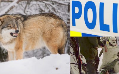 Polisen har inlett förundersökning på fem fall av misshandel, två fall av skadegörelse, två olaga hot, tre ofredande och en trafikolycka.