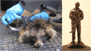 P-A Åhlén och fredrik Dahl, Mårdhundsprojektet, fick förra året det norska pälsjägarpriset. Nu är det dags att nominera årets vinnare. Foto: Ulrika Jakobsson
