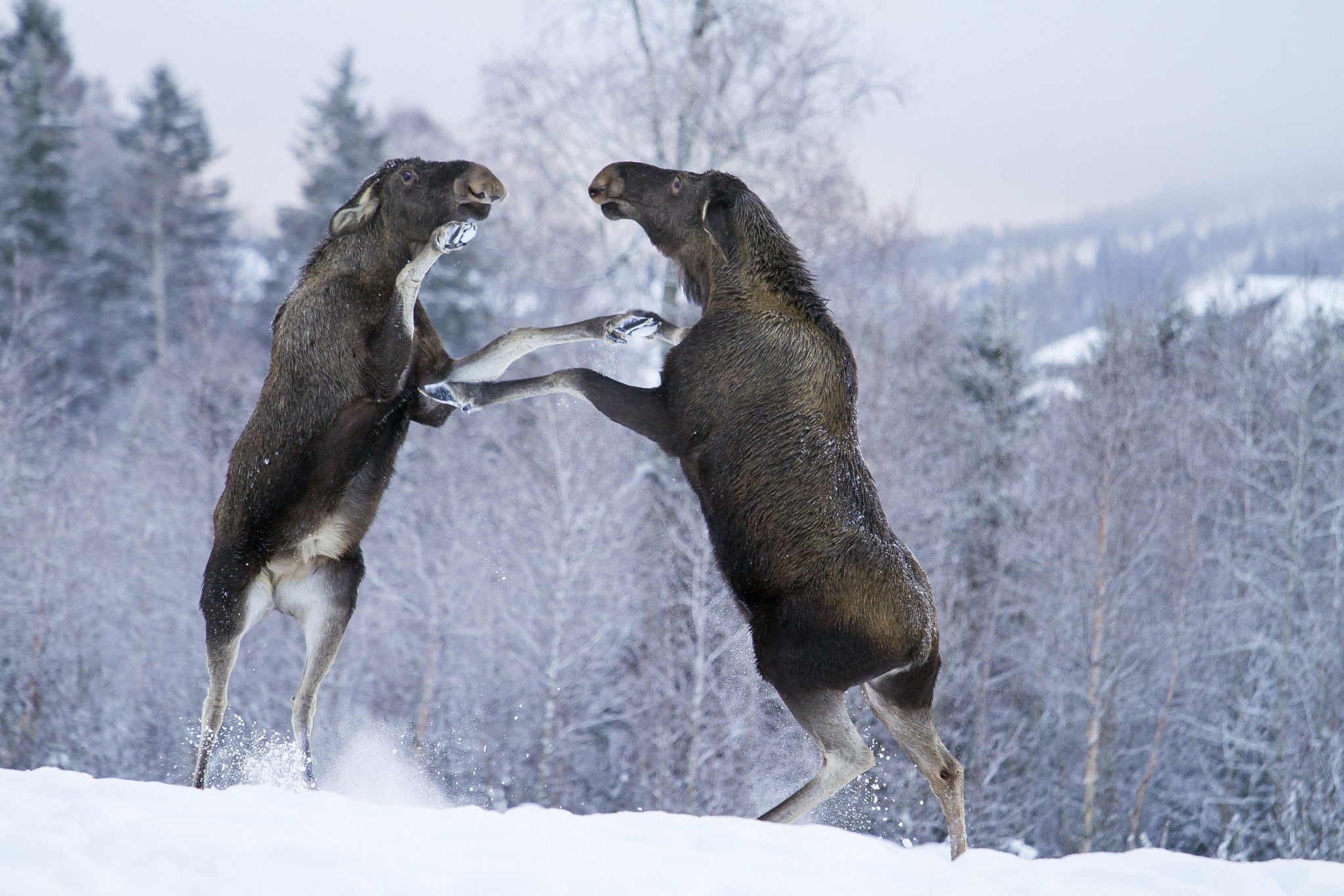 Vinnarbilden i Svensk Jakts omslagstävling 2017. Foto: Kristoffer Sahlén