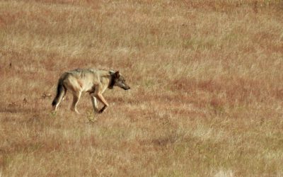 Södertörnsvargen fotograferad under hösten 2017. Foto: Lena Söderman