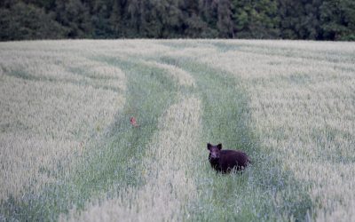 Vilda djur kan exponeras för växtgifter i jordbruket. Foto: Martin Källberg
