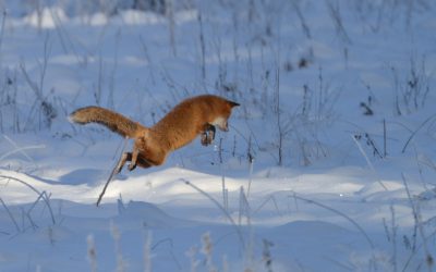 Var det en räv som jagade hästar i Västra Ämtervik?Länsstyrelsen i Värmland har säkrat dna från räv i hagen. Foto: Kenneth Johansson