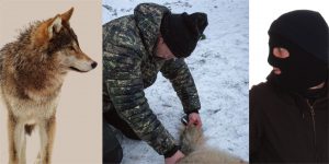 Polisen har fått in tre anmälningar från jägare rörande ofredande från maskerade aktivister. Det rör sig om händelser i samband med vargjakten i Kölstareviret. Arkivfoto: Mostphotos och Olle Olsson