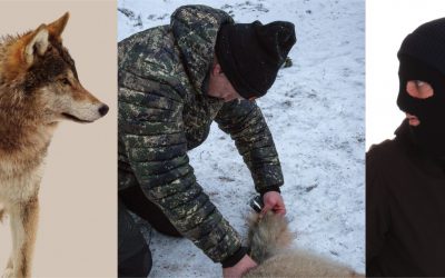 Polisen har fått in tre anmälningar från jägare rörande ofredande från maskerade aktivister. Det rör sig om händelser i samband med vargjakten i Kölstareviret. Arkivfoto: Mostphotos och Olle Olsson