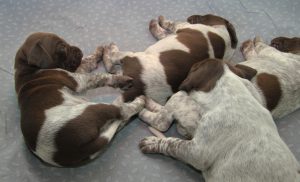 Hundvalpar.