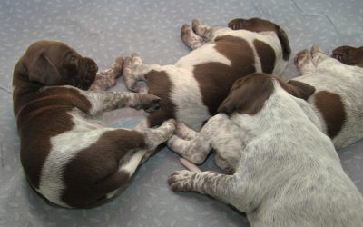 Hundvalpar.