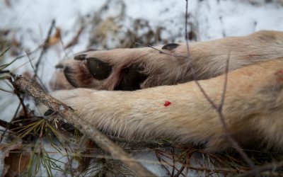 Vargjakten är avslutad. Foto: Olle Olsson