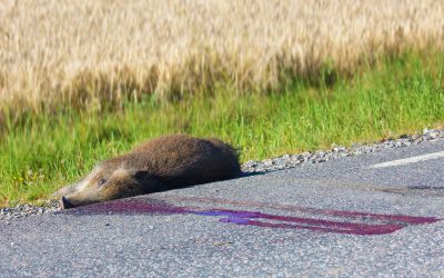 Trafikolyckorna med vildsvin ökade kraftigt under 2017.
