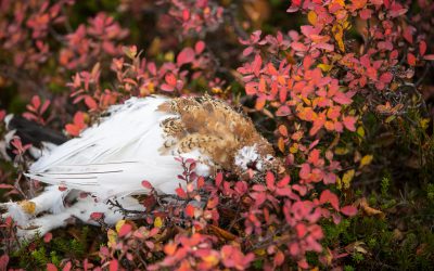 Hovrätten anser att Girjas sameby har en bättre rätt än staten att jaga och fiska på sina så kallade året-runt-marker i fjällen. Men det är inte frågan om en ensamrätt. Foto: Olle Olsson