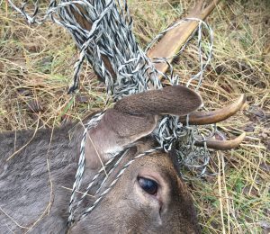 Hjorten hade häststängsel stenhårt lindat runt hals och horn. Foto: Tommy Lindh