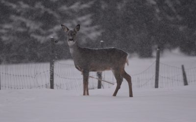 Här hittar du sju punkter du kan göra för att hjälpa rådjuren.