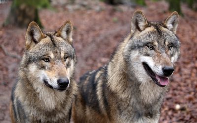 En ettårig hane sköts i Kölstareviret under tisdagen, och ytterligare två djur spårades i området. Med ett djur kvar på licensen kommer inte länsstyrelsens mål om tt tömma reviret att uppfyllas. Foto: Mostphotos